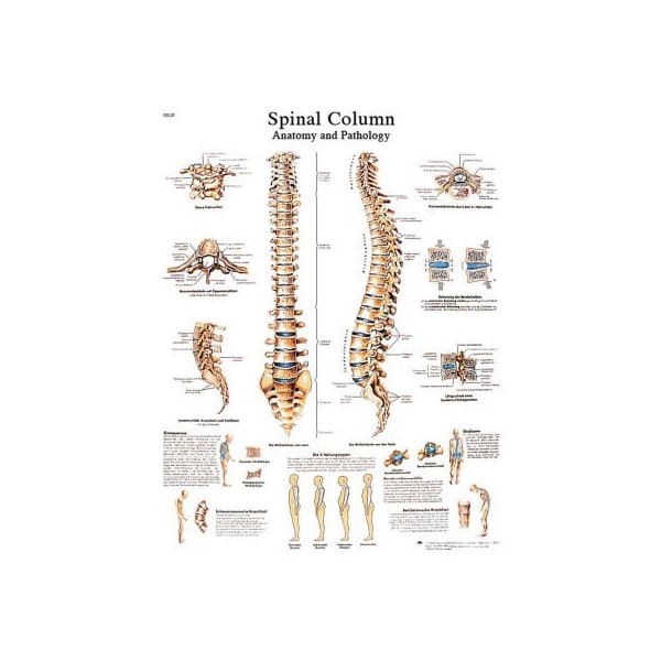 3B Anatomical Chart - Spinal Column, Laminated